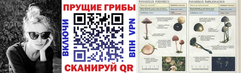 Галлюциногенные грибы Psilocybe  Семилуки 